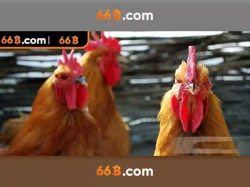 66b và những khía cạnh liên quan