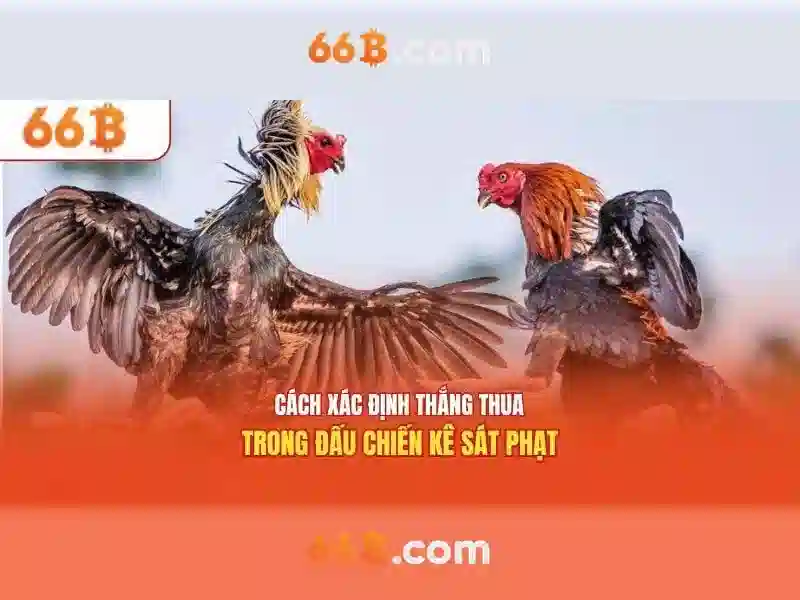 66b và những khía cạnh liên quan