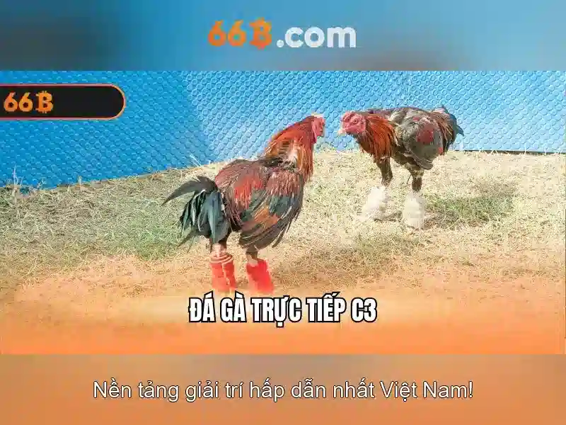 66b là gì và tại sao nó được chú ý